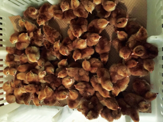 High School Senior Starts a Chicken Hatchery Business